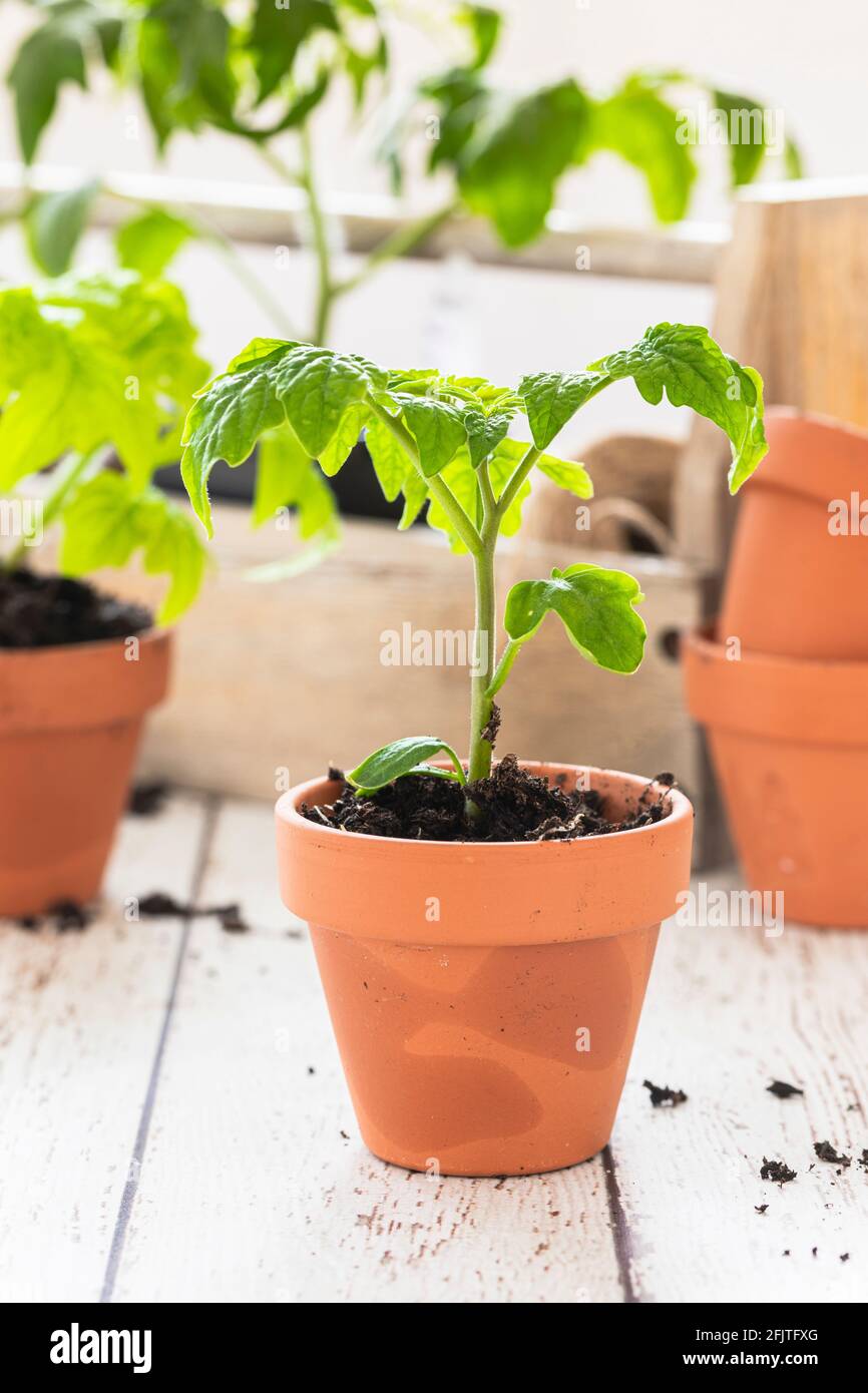 Seedling of Tigrella Tomato in a small terra cotta pot. On a white wooden table with other plants and pots defocused in the background. Springtime ind Stock Photo