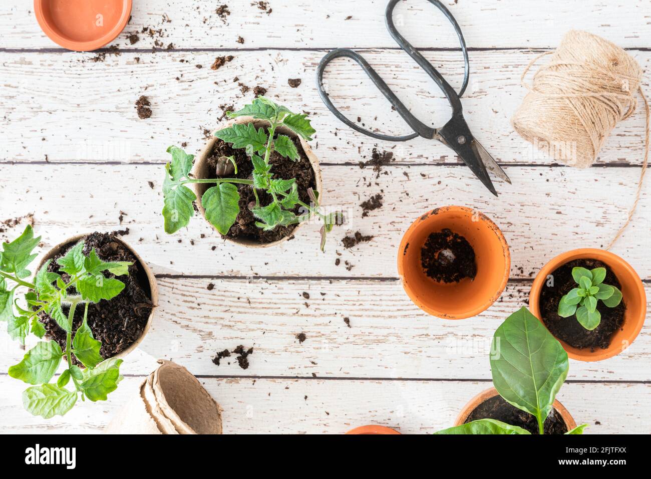 Indoors seedlings planting concept seen from above on a white table. With seedlings of tomato plants, basil, chili, terracotta plant pots, recycled pa Stock Photo