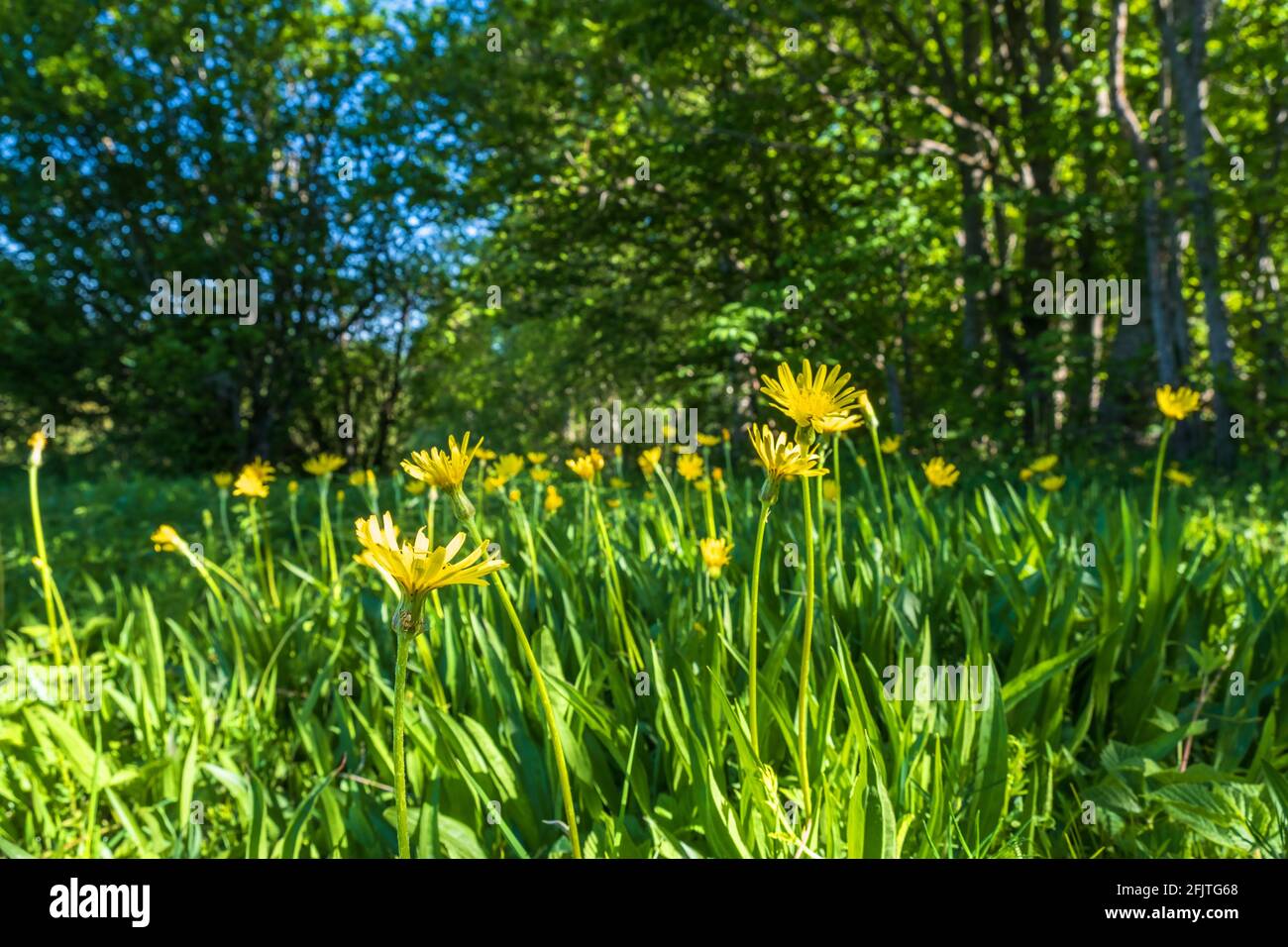 Viper's-grass flowers on a meadow at a shady forest Stock Photo