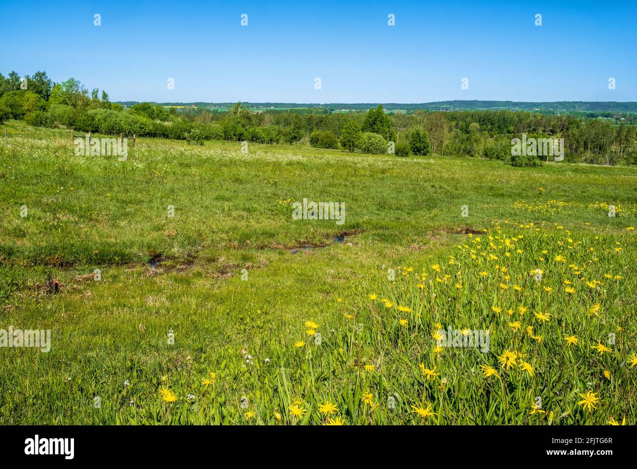 Landscape view with Blooming Viper's-grass on a meadow Stock Photo