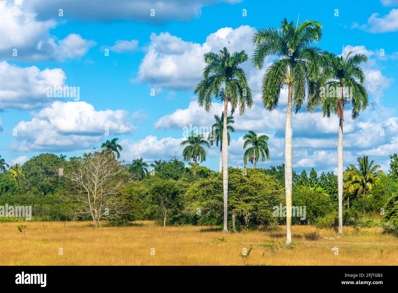 Cuban royal palm tree hires stock photography and images Alamy