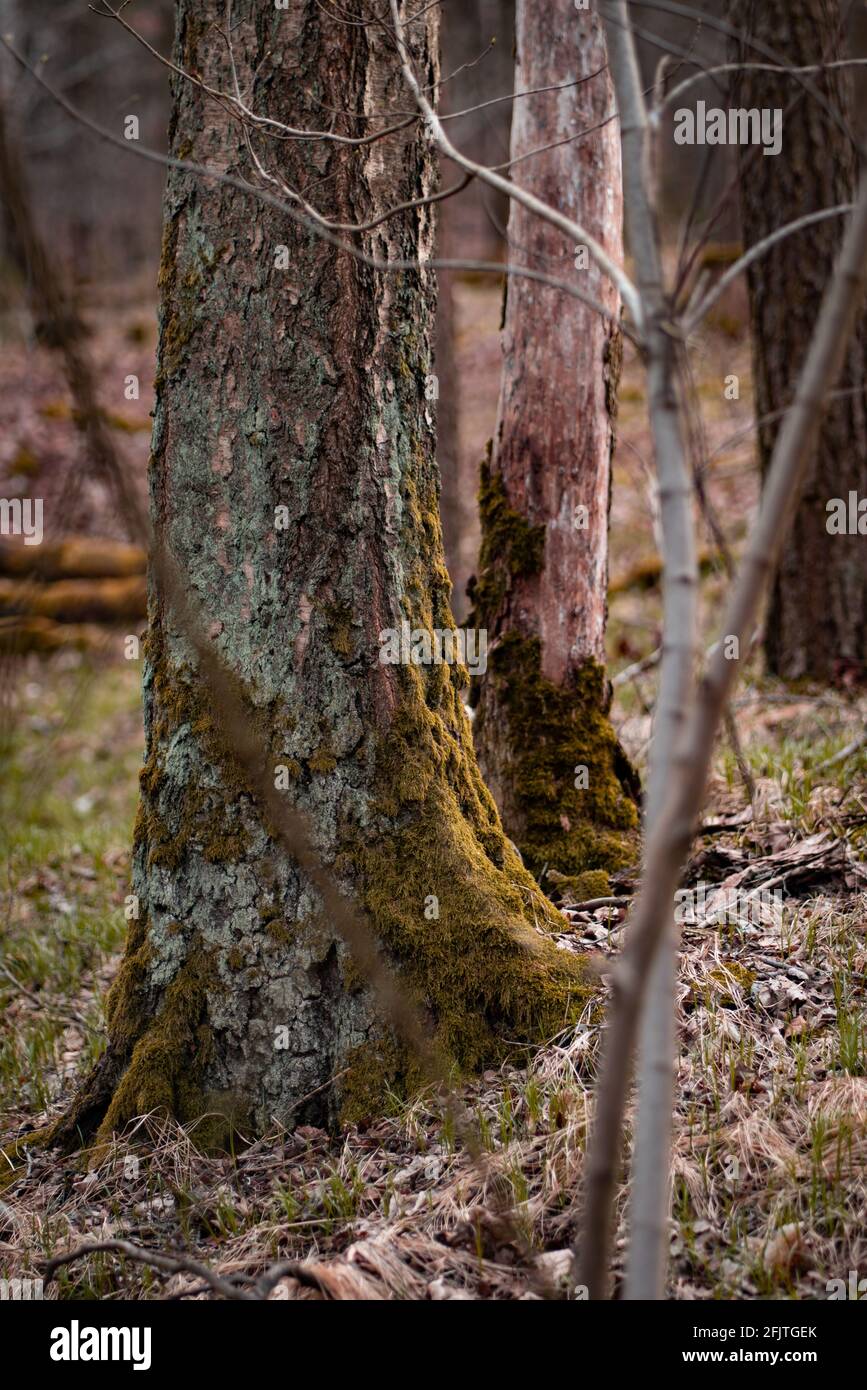 Beautiful forest shot hi-res stock photography and images - Alamy