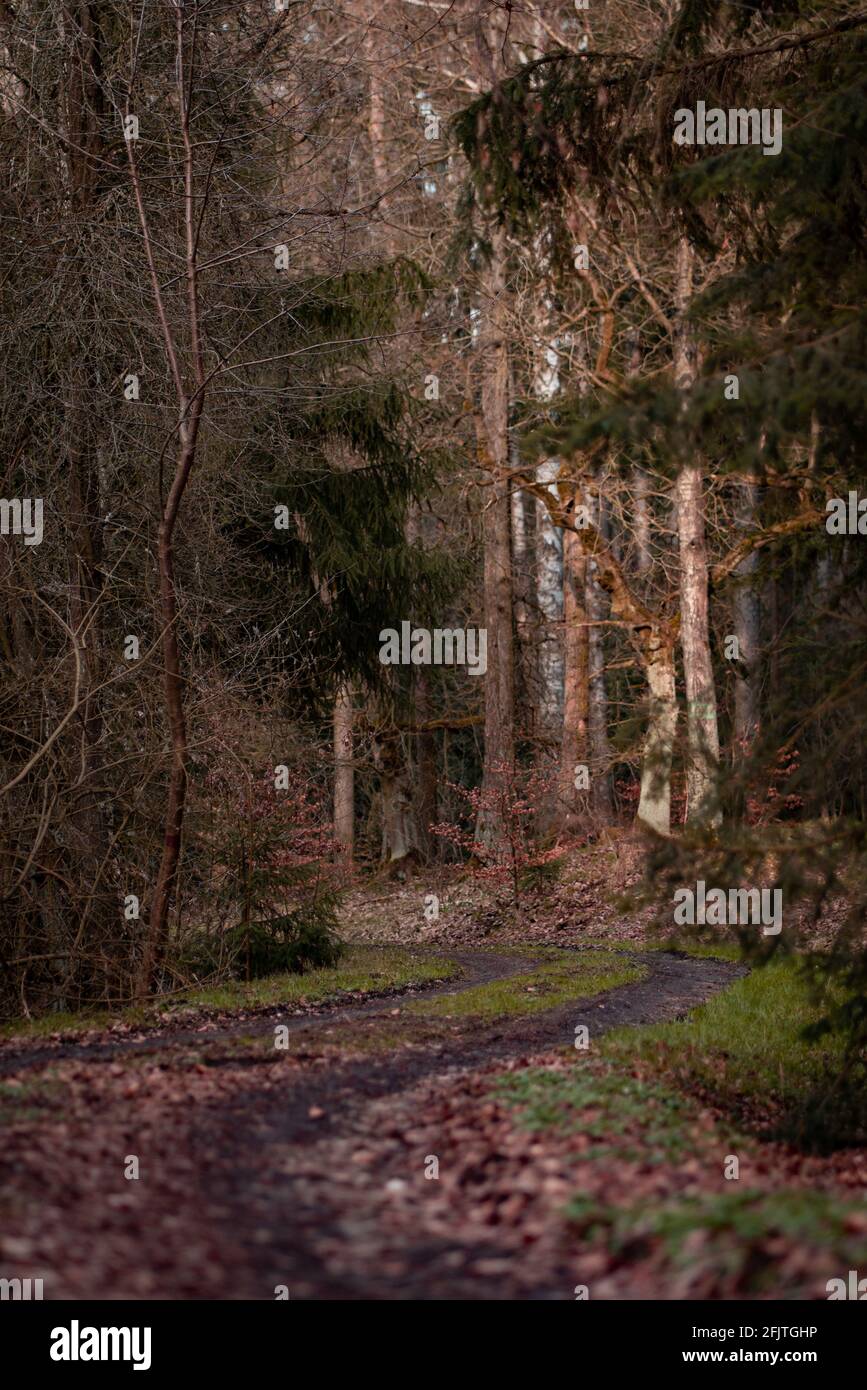 Beautiful shot of a forest in the daytime Stock Photo - Alamy