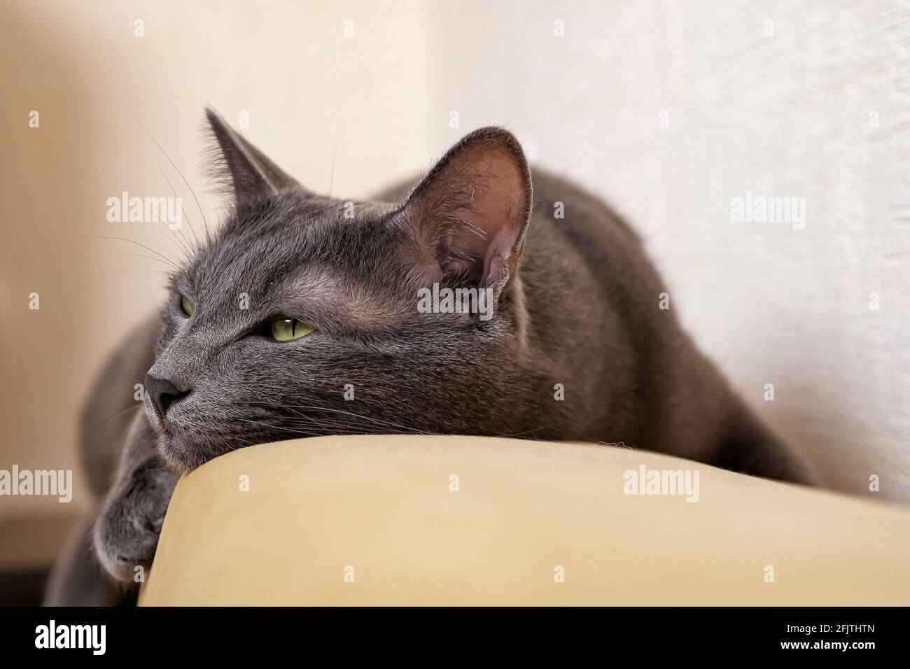 Close-up of a gray cat lying on the back of a sofa Stock Photo - Alamy