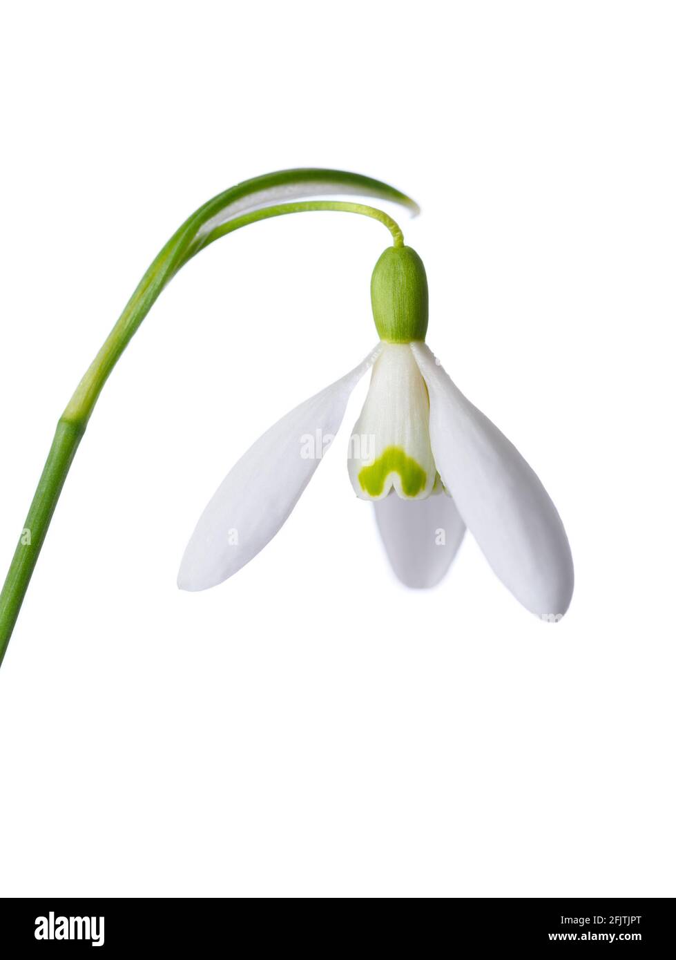 Spring snowdrop, blooming and fresh, isolated on white background. Stock Photo