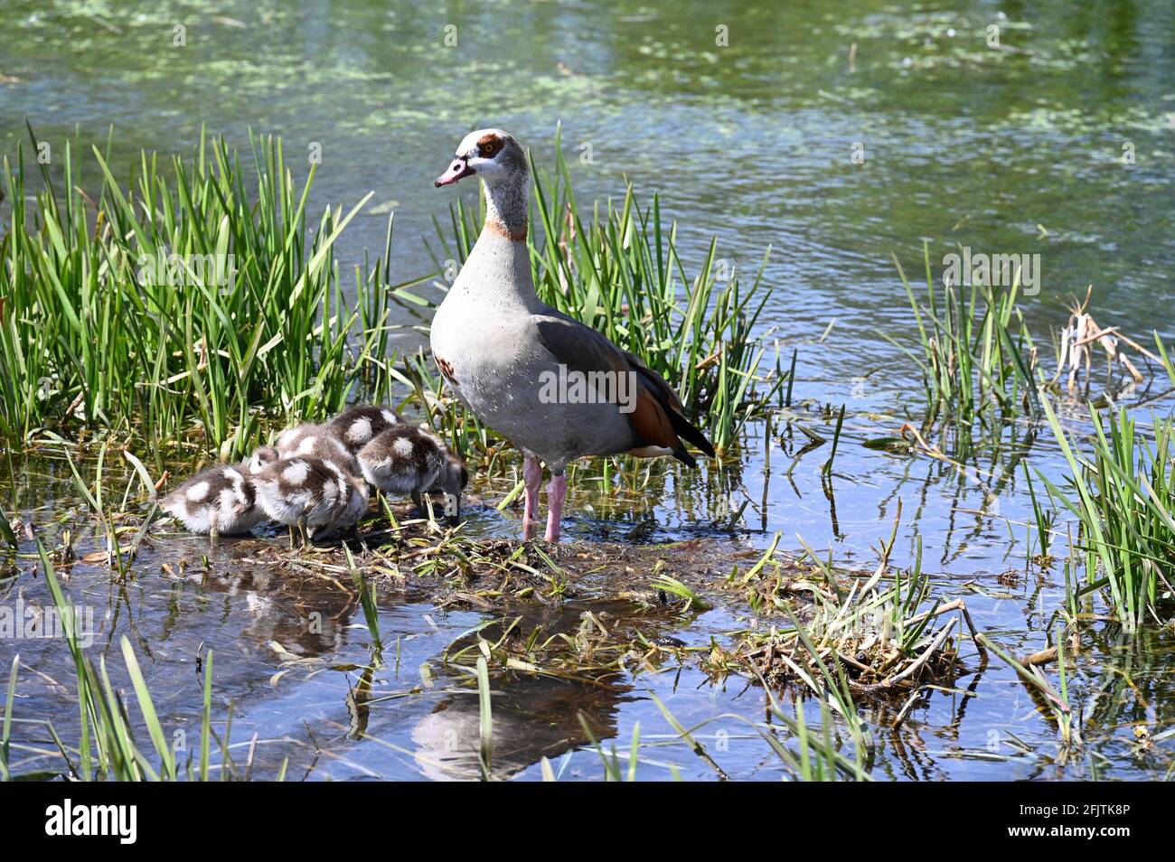 Kent, UK. Sunny intervals with a moderate breeze. Temperatures rising to 11 degrees. A mother Egyptian Goose (Alopochen aegyptiaca) watches over her goslings. River Cray, Foots Cray Meadows, Sidcup. Stock Photo