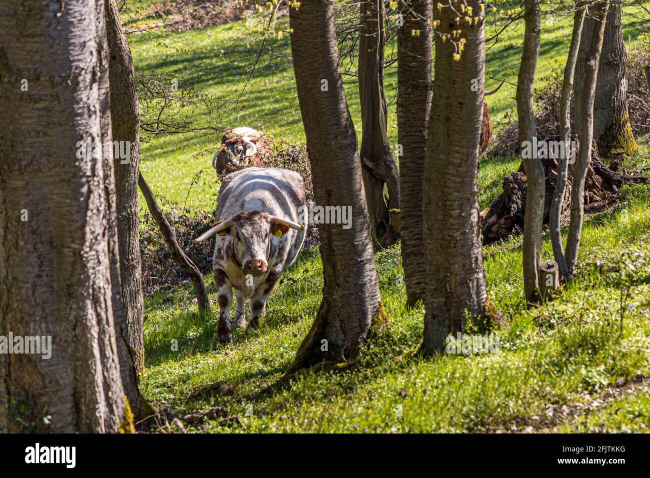 English Longhorn cattle is formerly known as Lancashire cattle in Nideggen, Germany Stock Photo