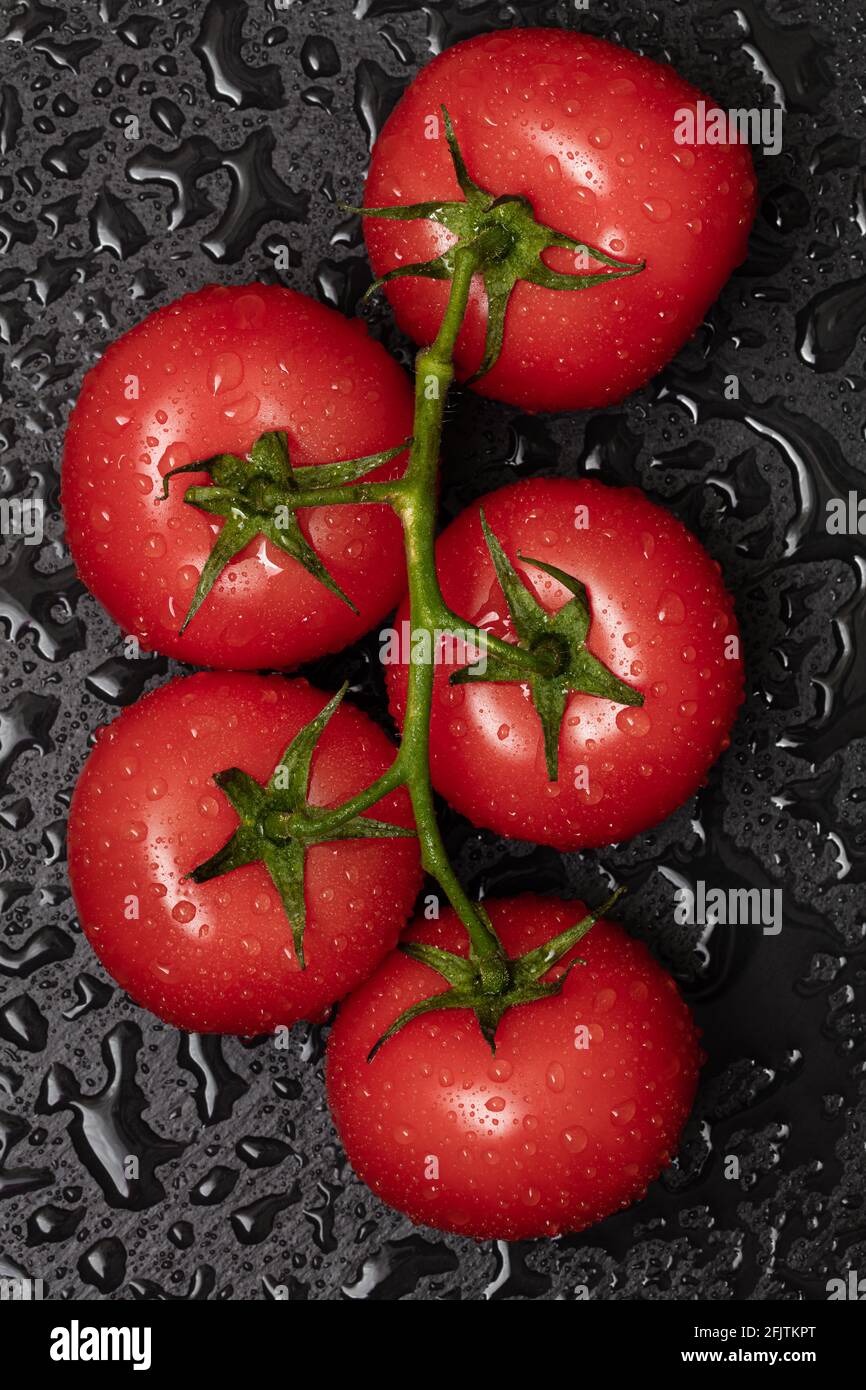red tomatos on branch with water drops on black background Stock Photo ...