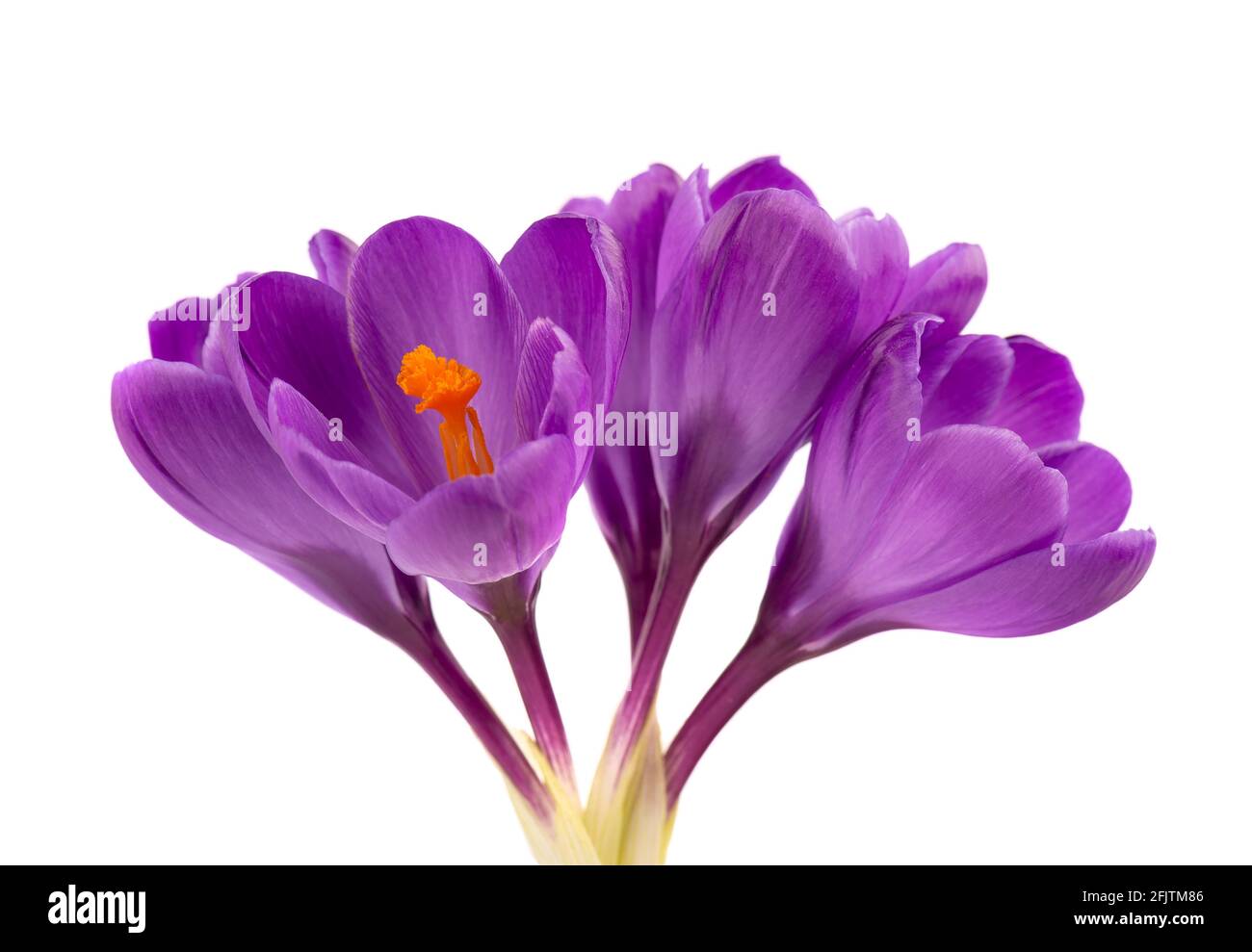 Crocus flowers isolated on white background. Close up of saffron flowers. Stock Photo