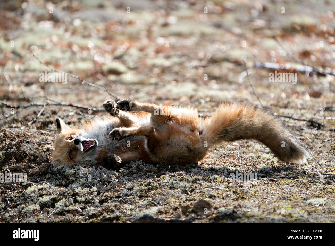 Red fox scratching back with a funny position displaying fox tail, fur, open mouth, and sun on its body in its environment and habitat with a blur bac Stock Photo