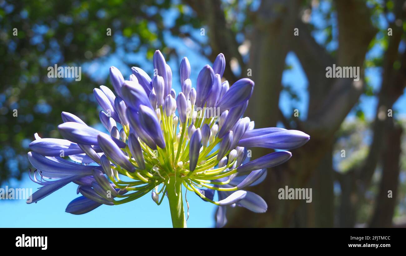 Beautiful Agapanthus flowers during a warm summer morning in the garden Stock Photo