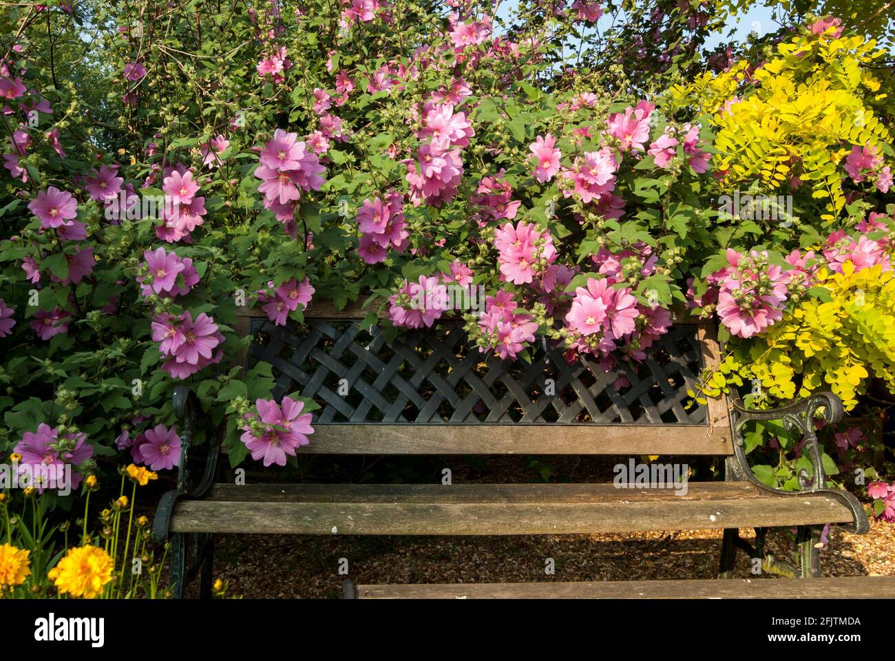 A wood and wrought iron garden bench swamped by a pink, flowering  lavatera / mallow shrub in a sunny garden in June in the UK Stock Photo