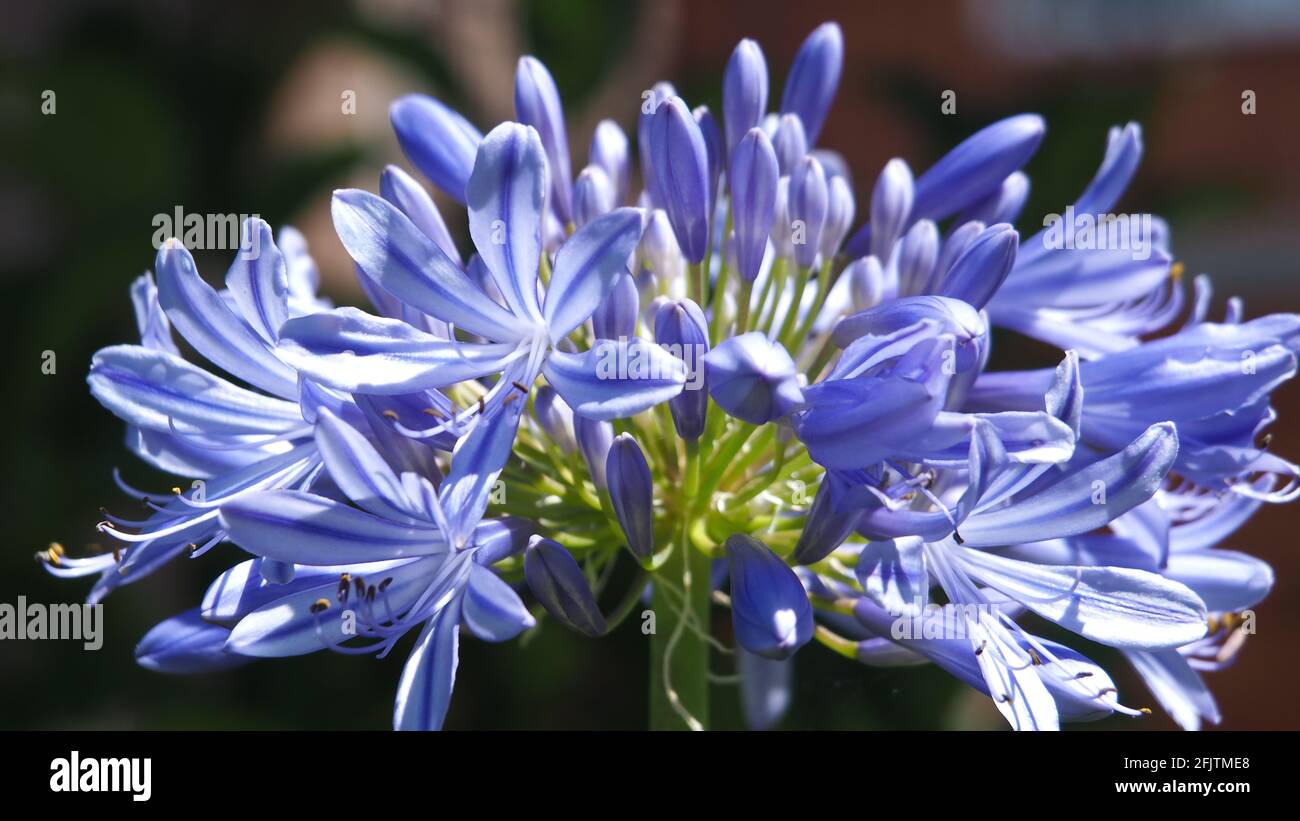 Beautiful Agapanthus flowers during a warm summer morning in the garden Stock Photo