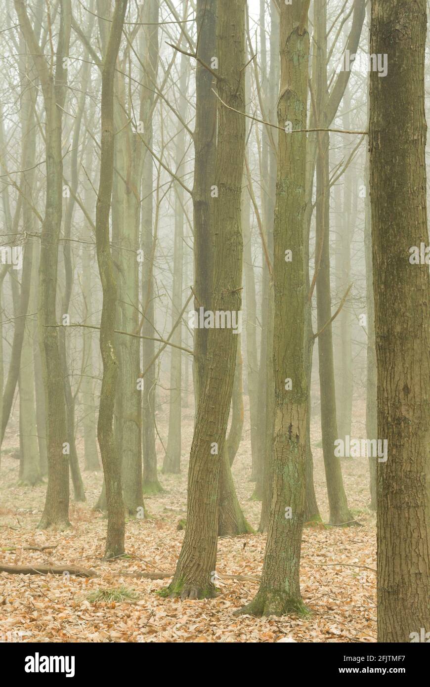 Bare tree trunks in winter in Ashridge Forest, Hertfordshire, UK. Stock Photo