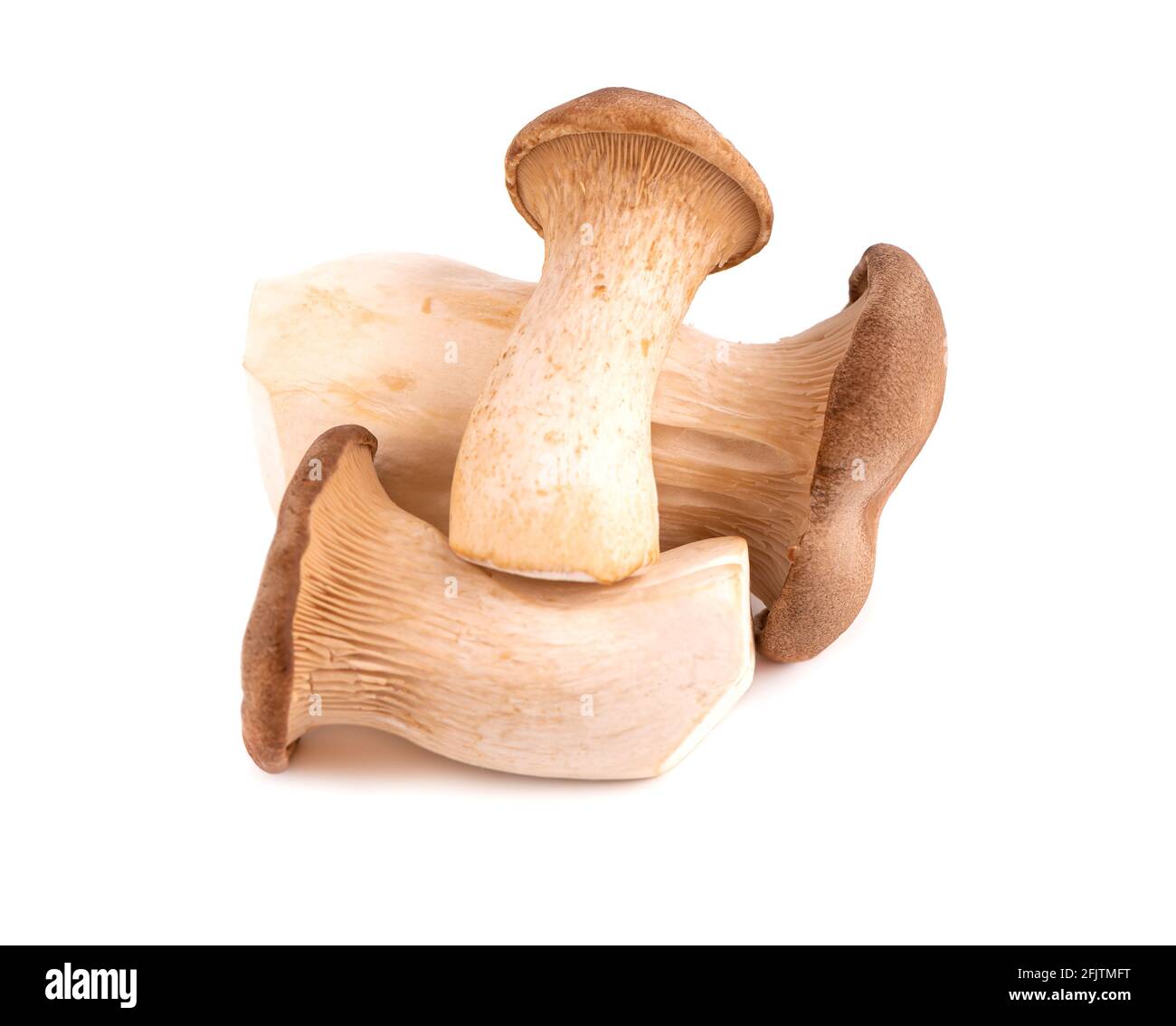 King oyster mushroom isolated on white background. Pleurotus eryngii