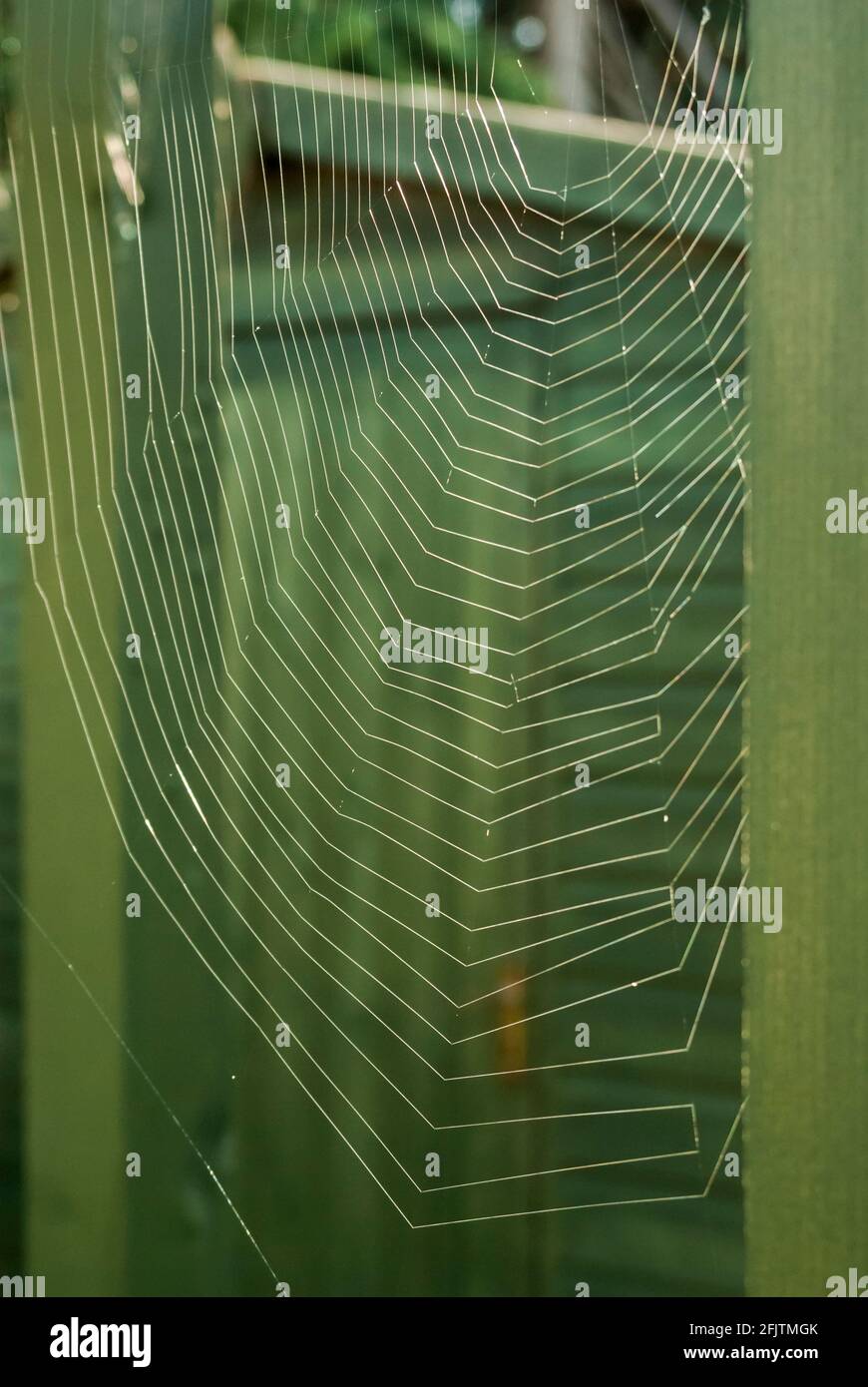 A circular spider's web on a green wooden garden pergola. UK Stock Photo