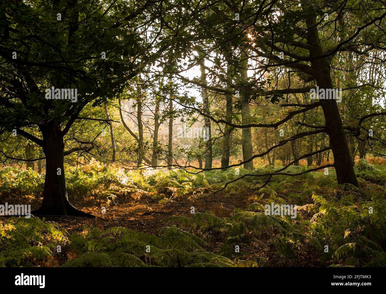 Afternoon sunlight filtering through the mature broadleaf trees of Ashridge Forest, Hertfordshire, UK in autumn. Stock Photo