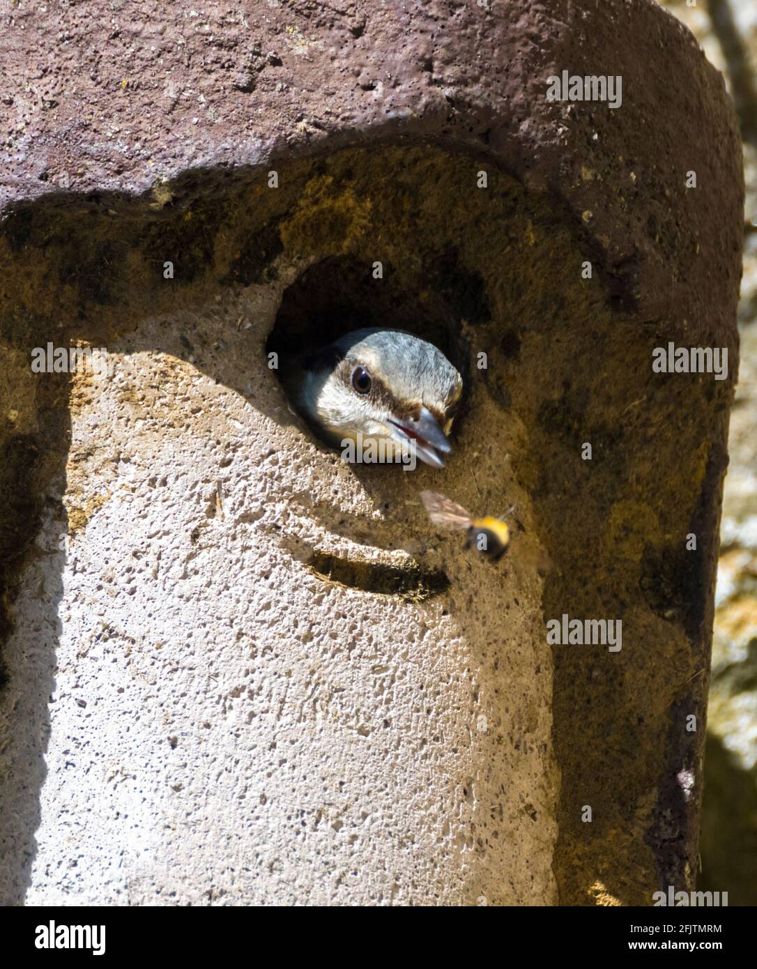 A nuthatch (Sitta europaea) looks out a nestbox, and stares intently at a passing bee. (England, UK) Stock Photo