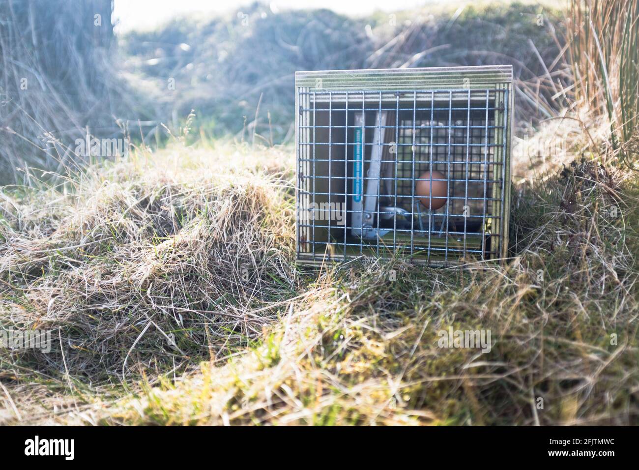 dh Trap STOATS UK Scottish stoat snare traps Orkney Native Wildlife Project Orkney RSPB Scotland trapping vermin bird eggs in nest protection bait Stock Photo