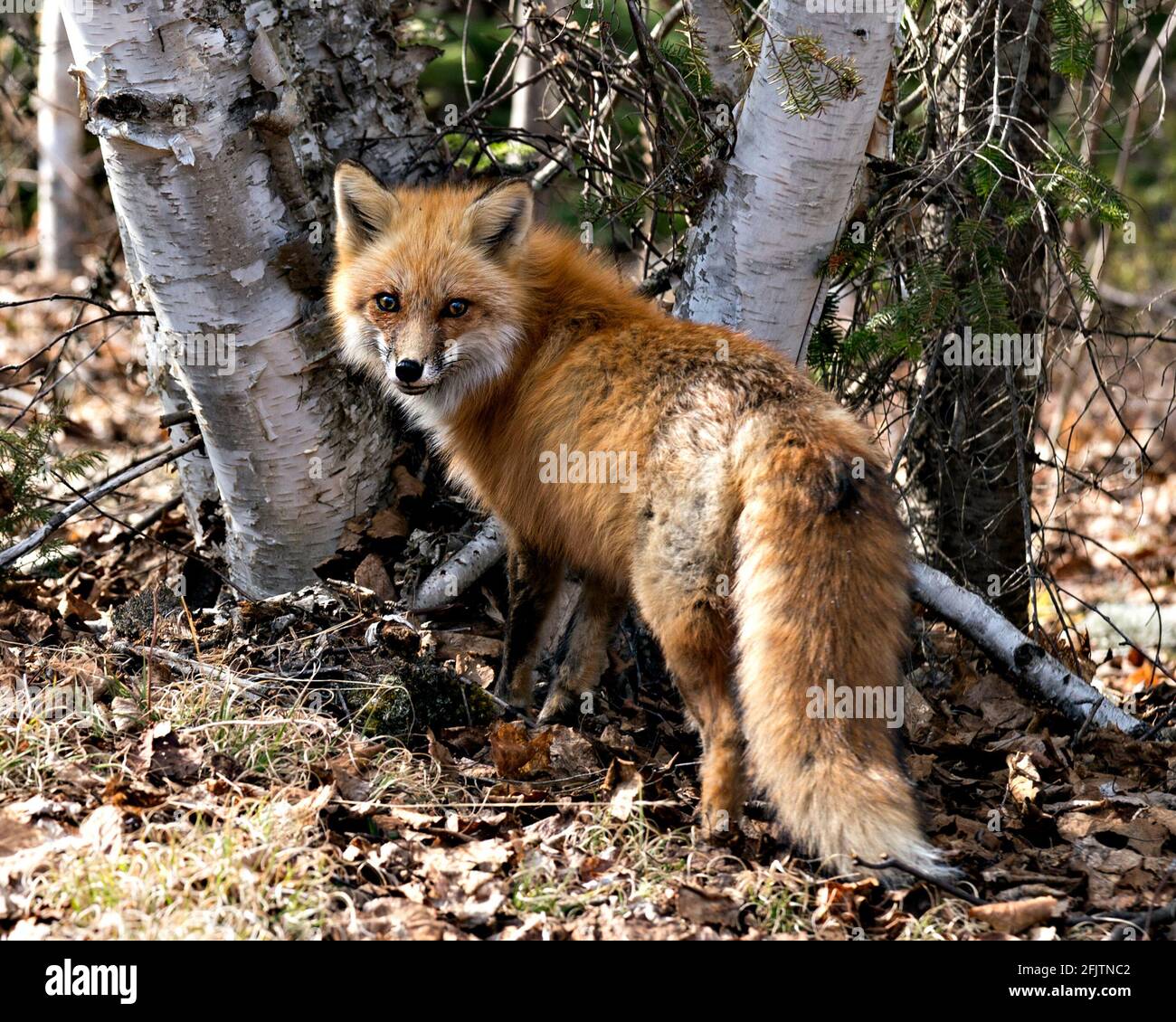 Red fox looking at camera in the spring season with a birch trees