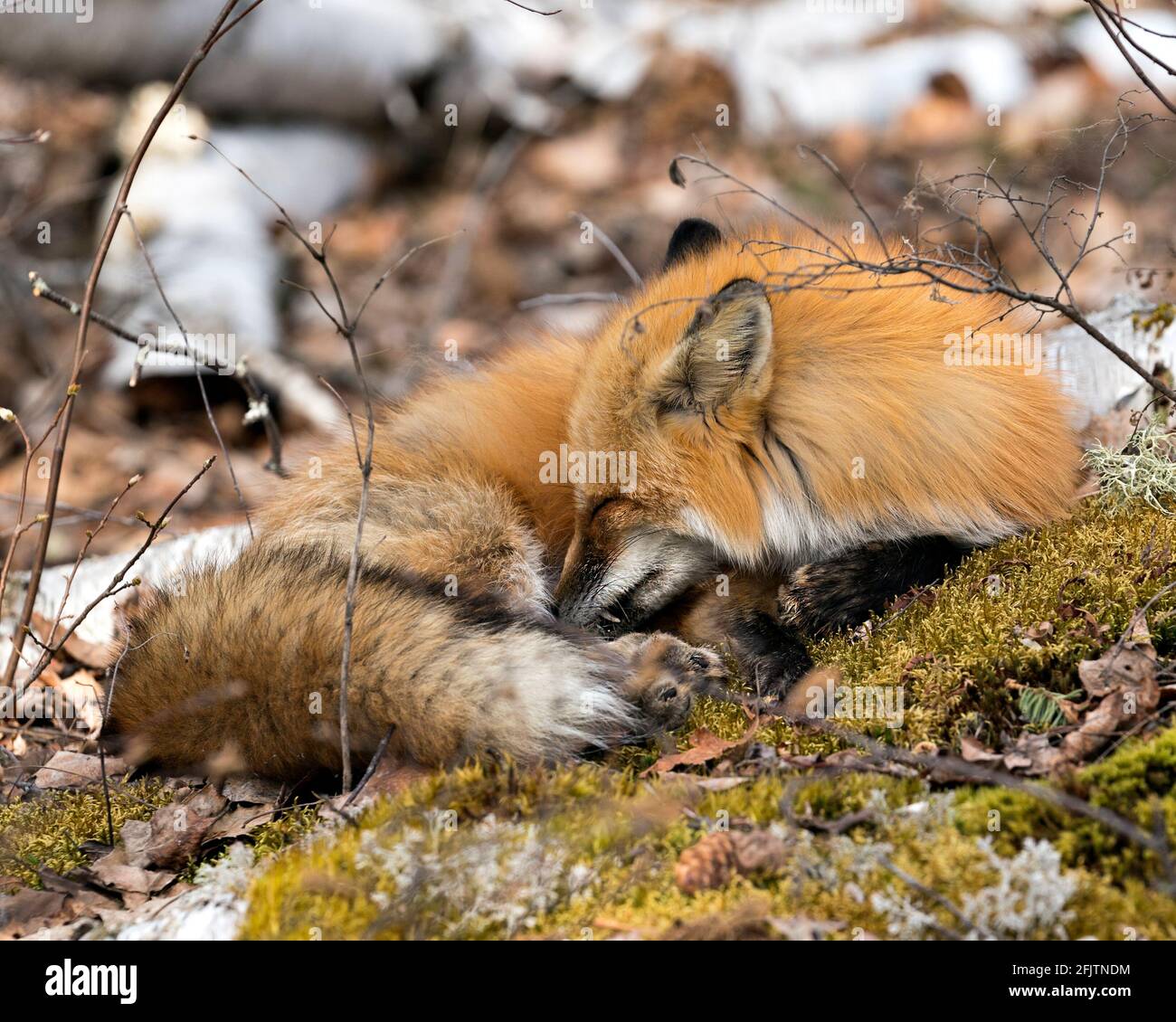 Red fox close-up profile view resting on moss with a blur background in the spring season displaying fox tail, fur, in its environment and habitat.  F Stock Photo