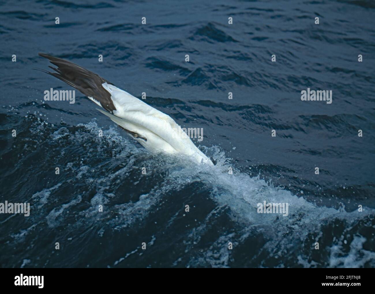 Gannet diving for fish Sula bassana North Sea UK BI003742 Stock Photo