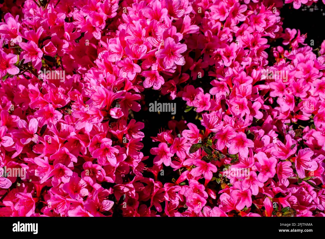 26.04.2021, Essen, Ruhrgebiet, Nordrhein-Westfalen, Deutschland - Azaleenblüten auf einem Friedhof im Essener Stadtteil Holsterhausen Stock Photo