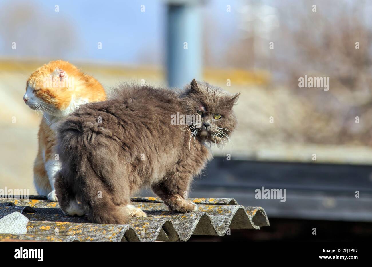 two tattered rival cats climbed on the roof and find out the relationship in the spring on the street Stock Photo