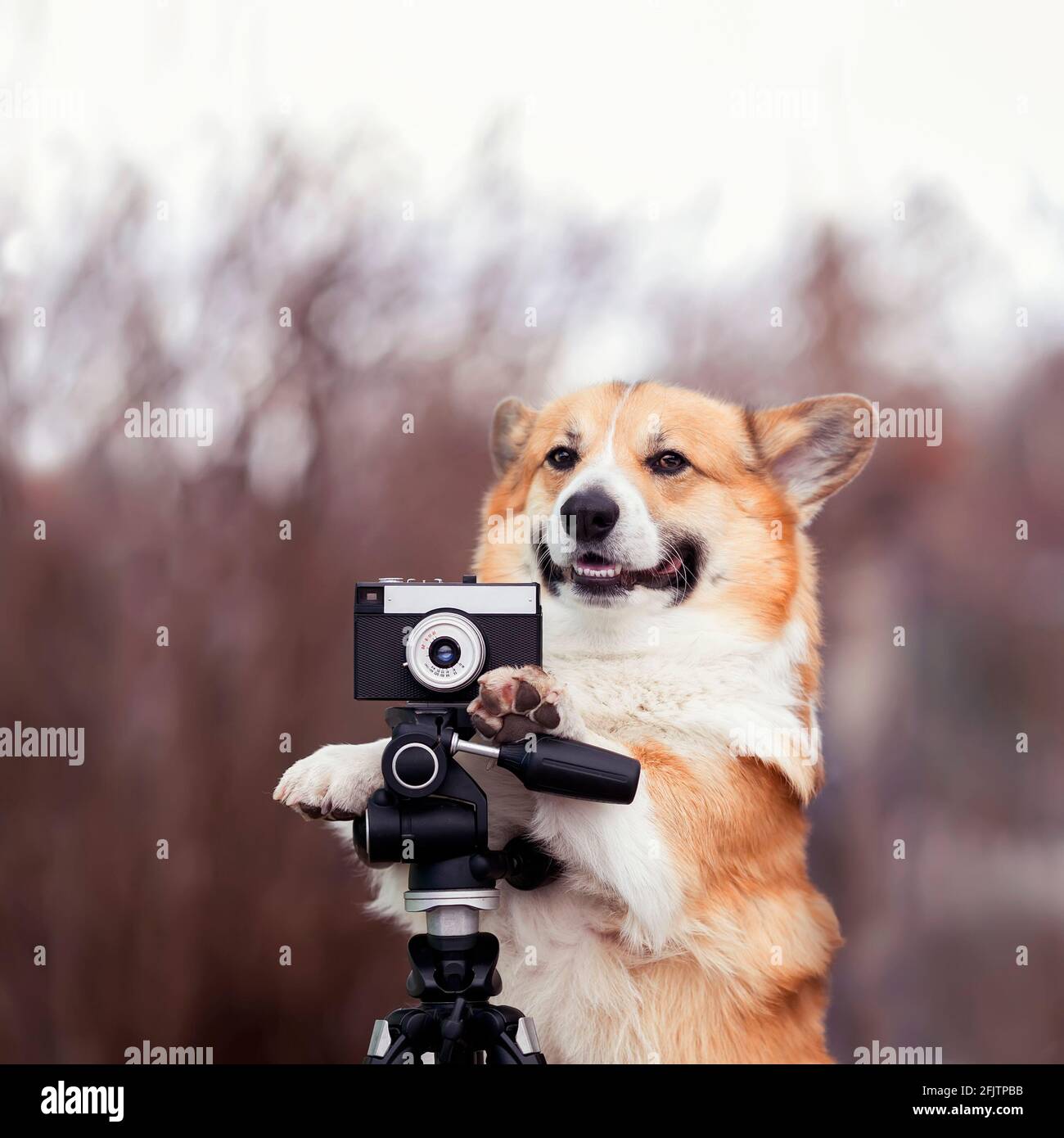 square portrait funny dog puppy corgi stands in the garden and takes pictures on an old photo camera Stock Photo