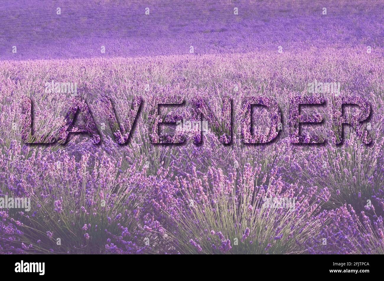 Inscription Lavender made with lilac lavender field, summer landscape near Valensole in Provence, France. Nature background with copy space. Text for Stock Photo