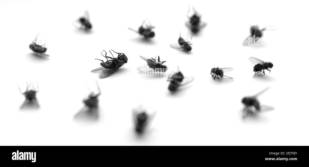 Many several dead flies on white paper with legs in the air Stock Photo