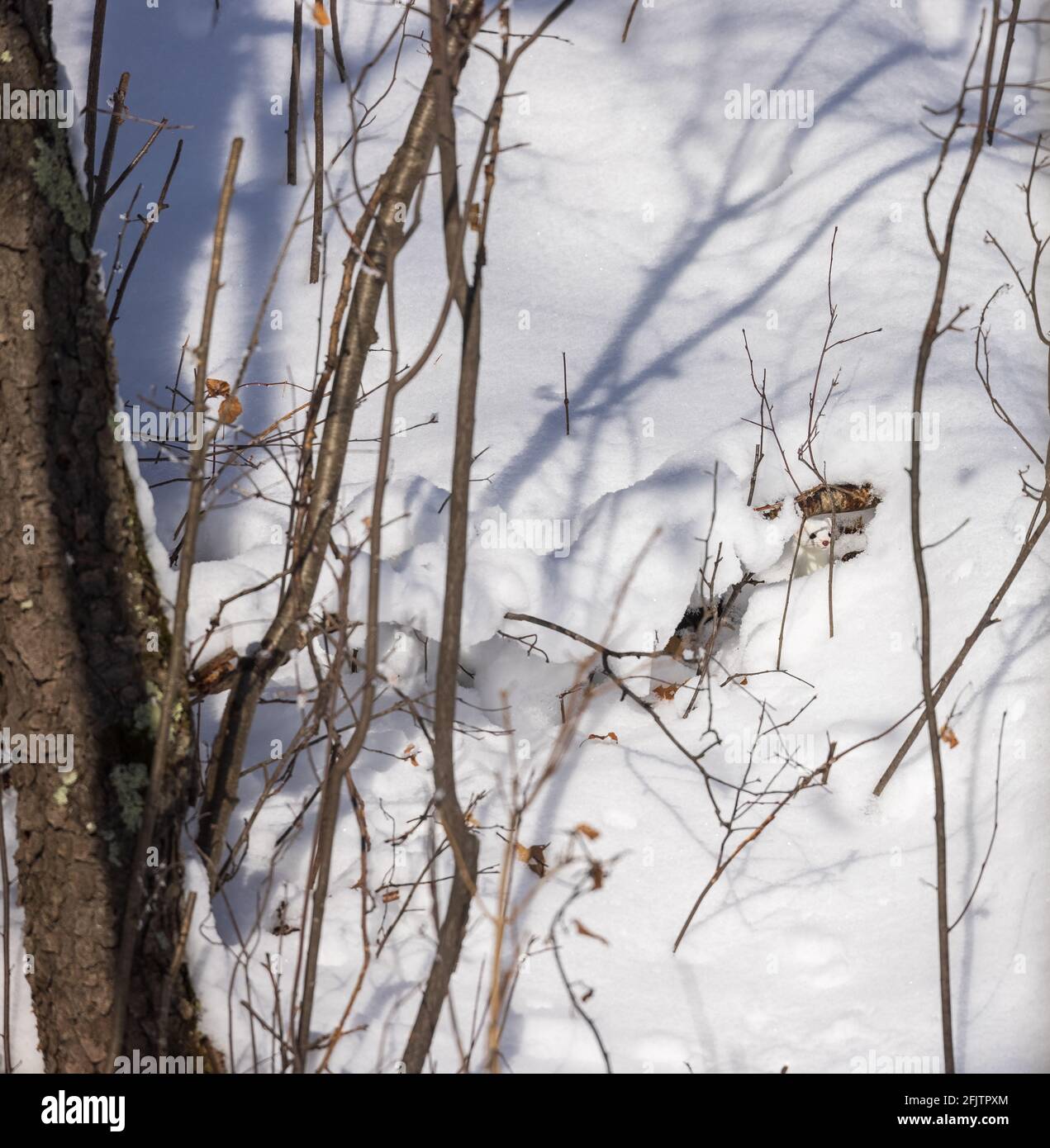 Ermine will hidden in the the winter snow. Stock Photo