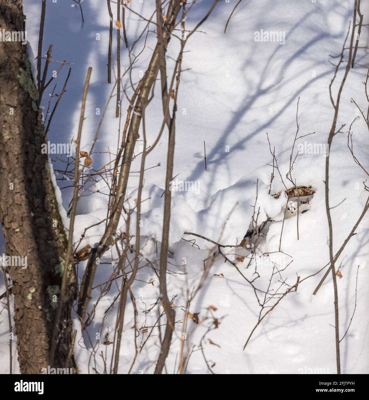 Ermine will hidden in the the winter snow. Stock Photo