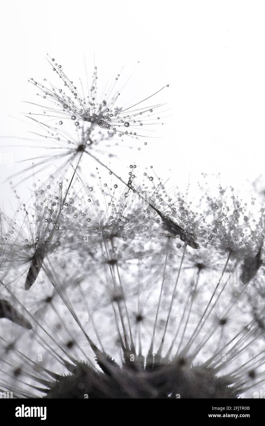 Closeup Dandelion Seeds and dew drops Stock Photo - Alamy