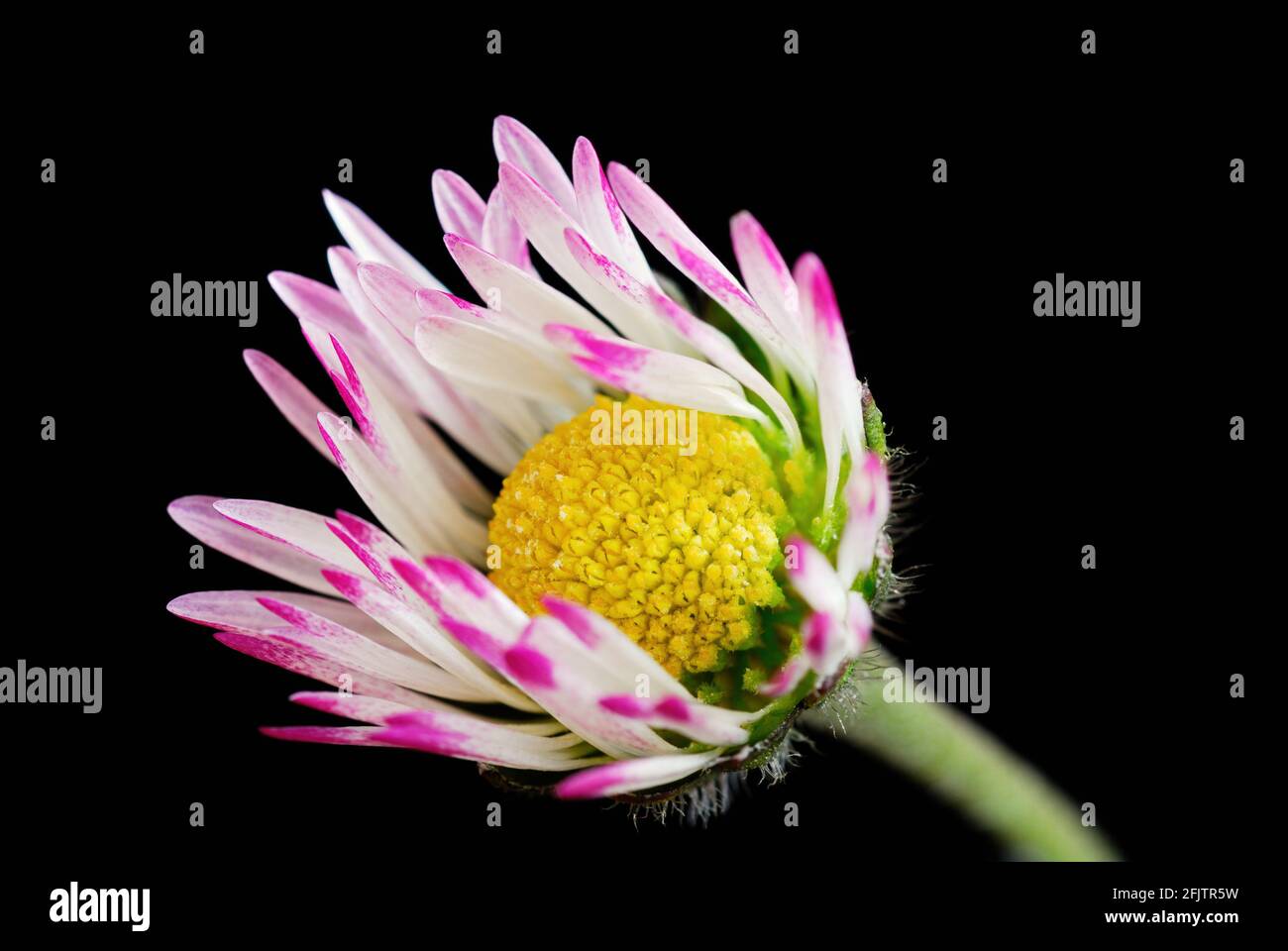 Tiny common daisy meadow flower with petals in purple white. Isolated on black background. Close up shot with macro lens. Genus Bellis perennis. Stock Photo