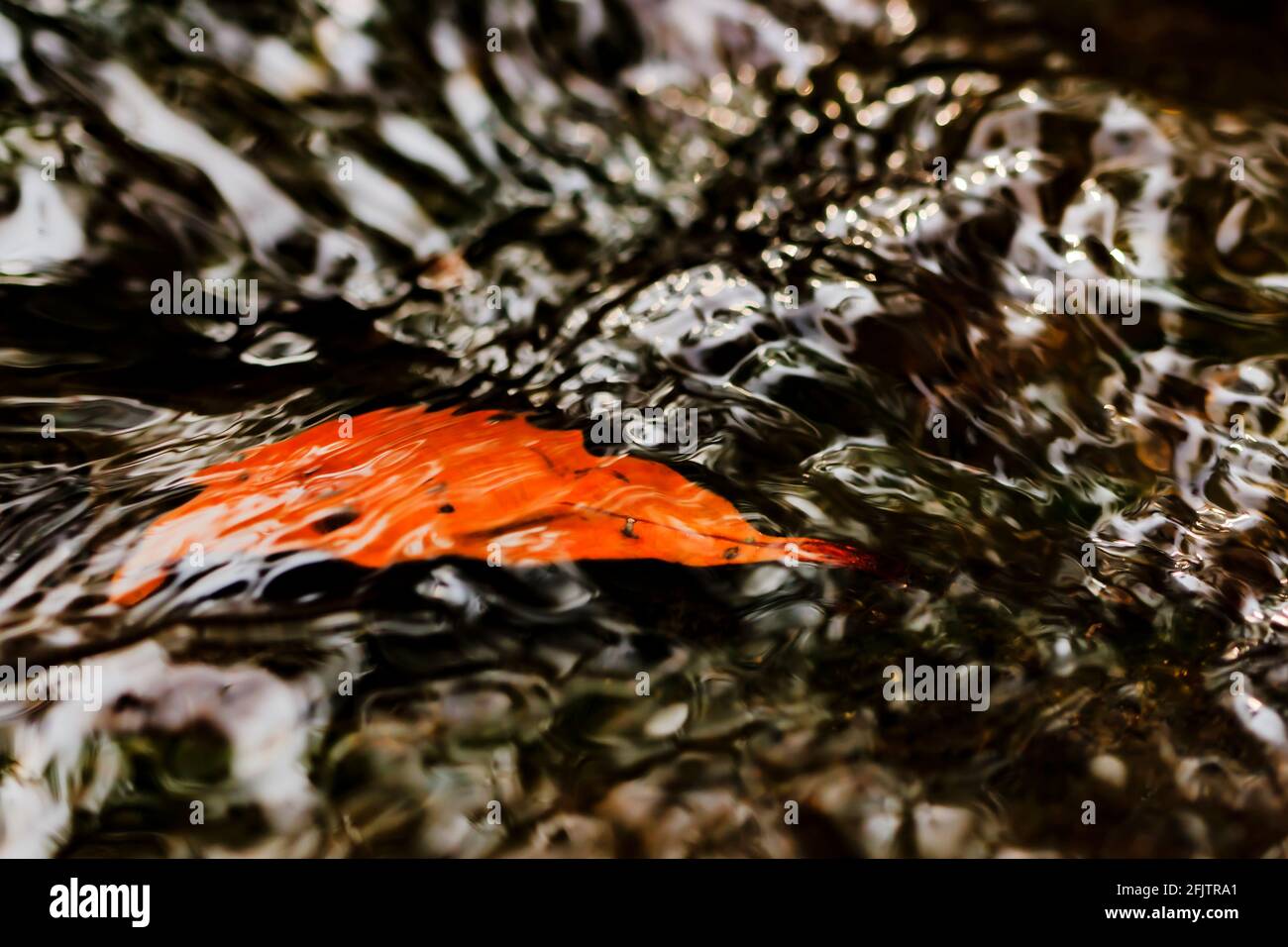 A orange leaf under clear water with beautiful gleam in a river. Stock Photo