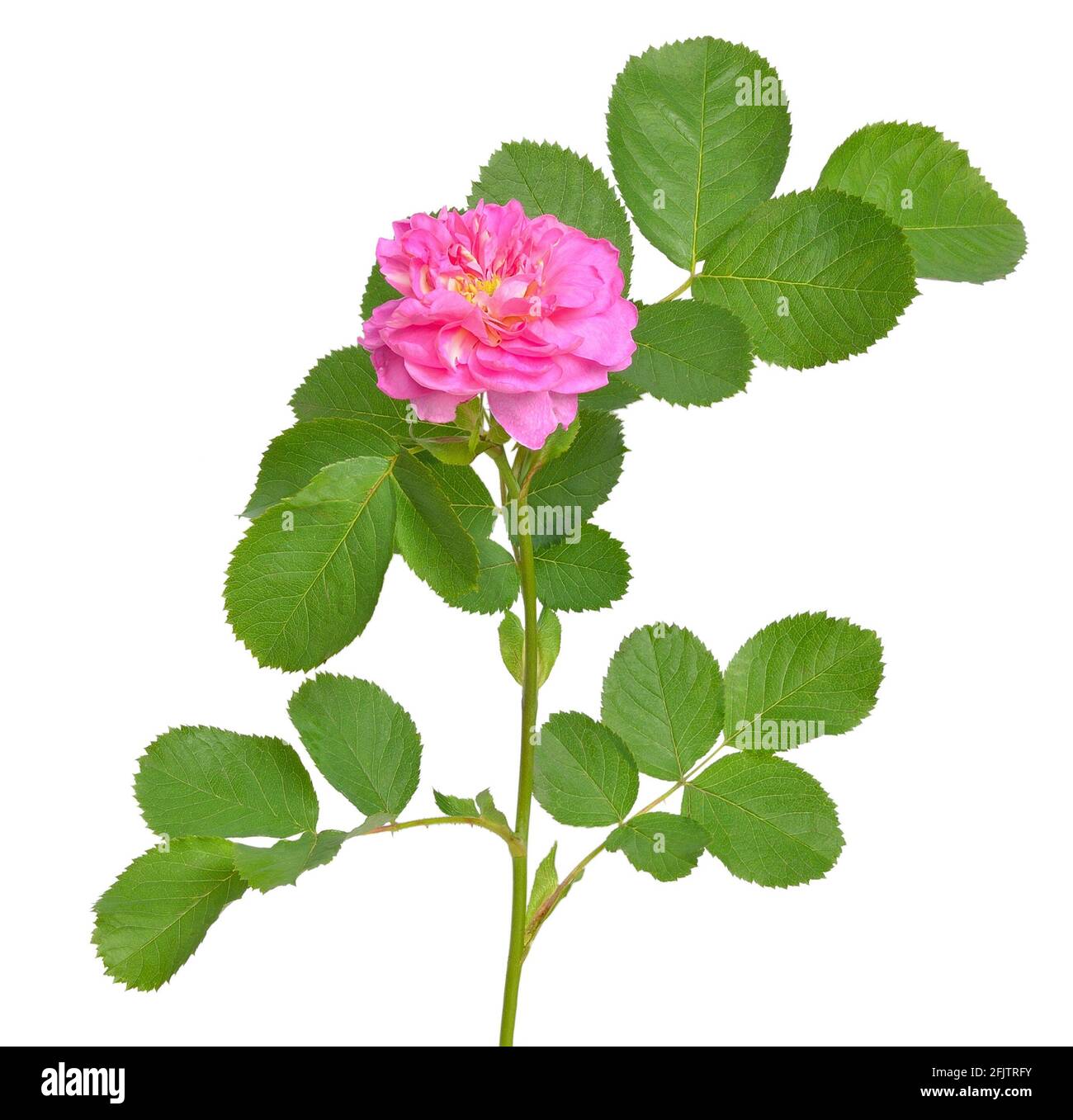Pink rose flower isolated on a white background Stock Photo - Alamy