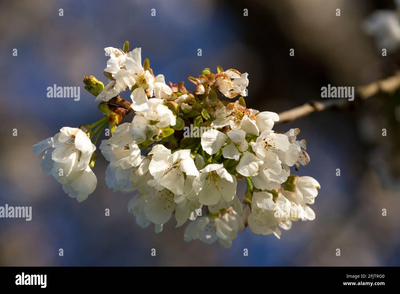 Cherry tree blossom in Spring. Stock Photo