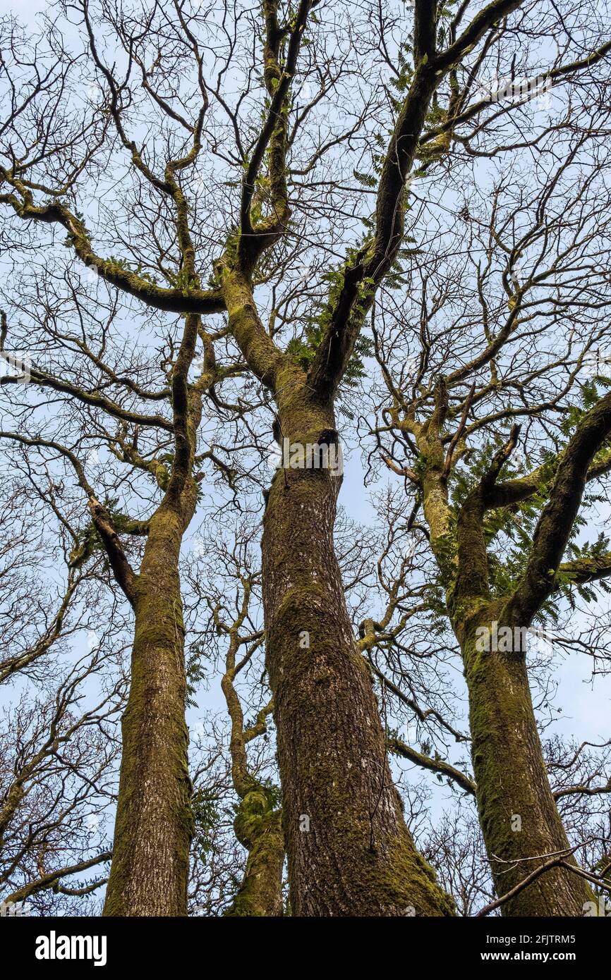 Ash Trees Fraxinus growing in Metha Woods in Lappa Valley near St Newlyn East in Cornwall. Stock Photo