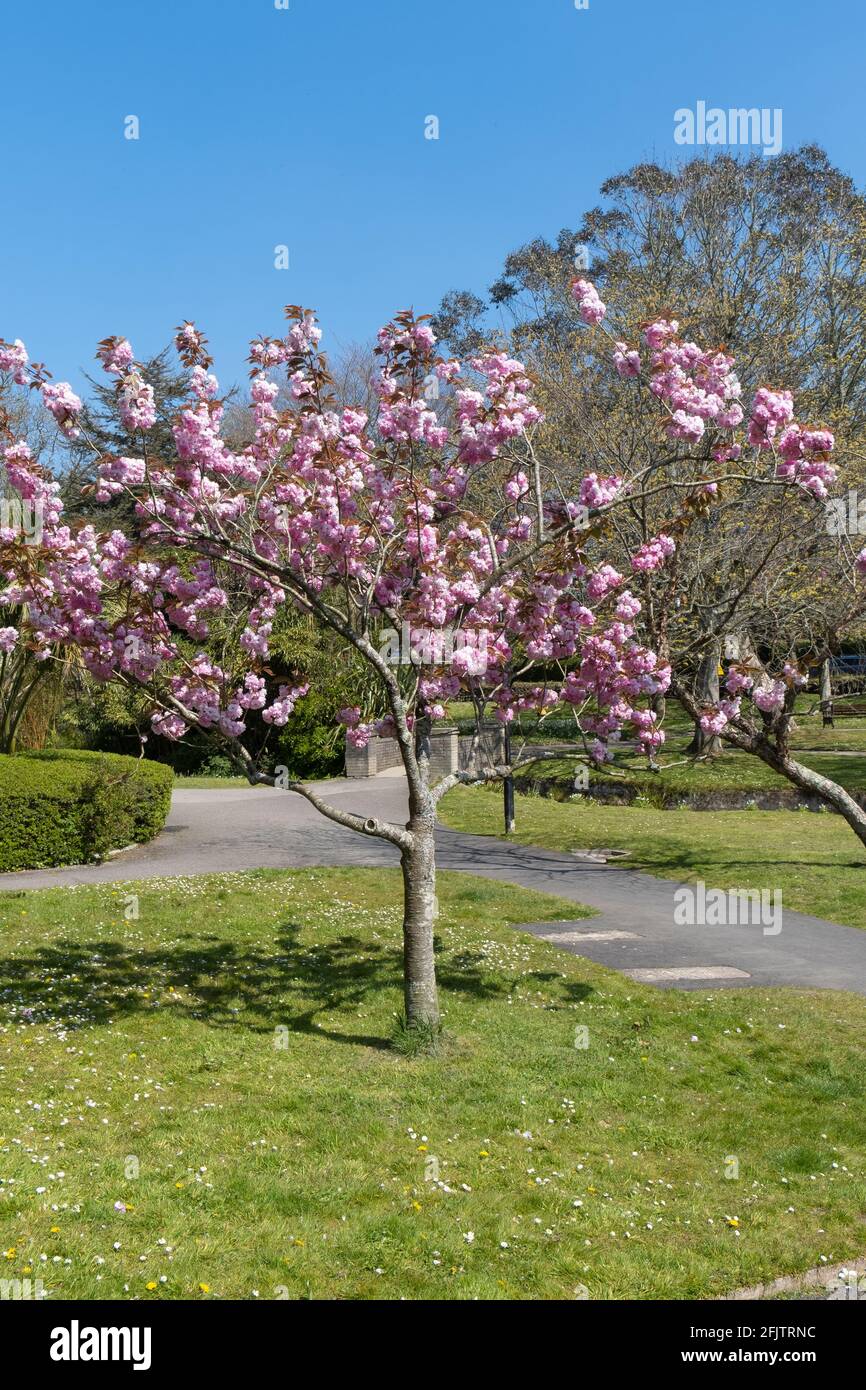 A dwarf ornamental Cherry tree in full blossom. Stock Photo