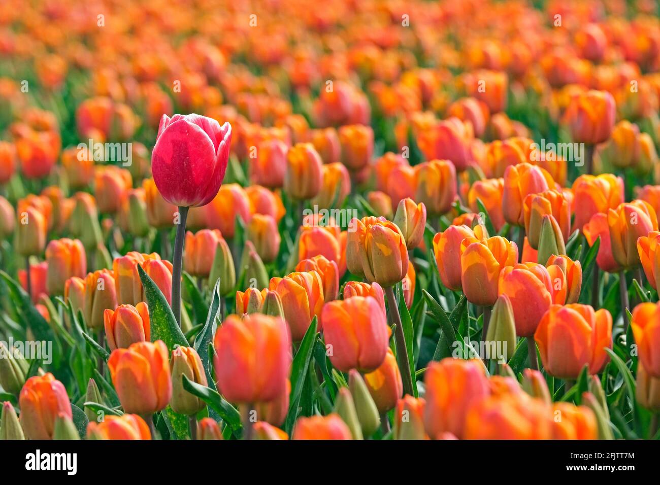 Single tall red tulip among orange tulips in Dutch tulip field in spring at the Flevopolder, Flevoland province, the Netherlands Stock Photo
