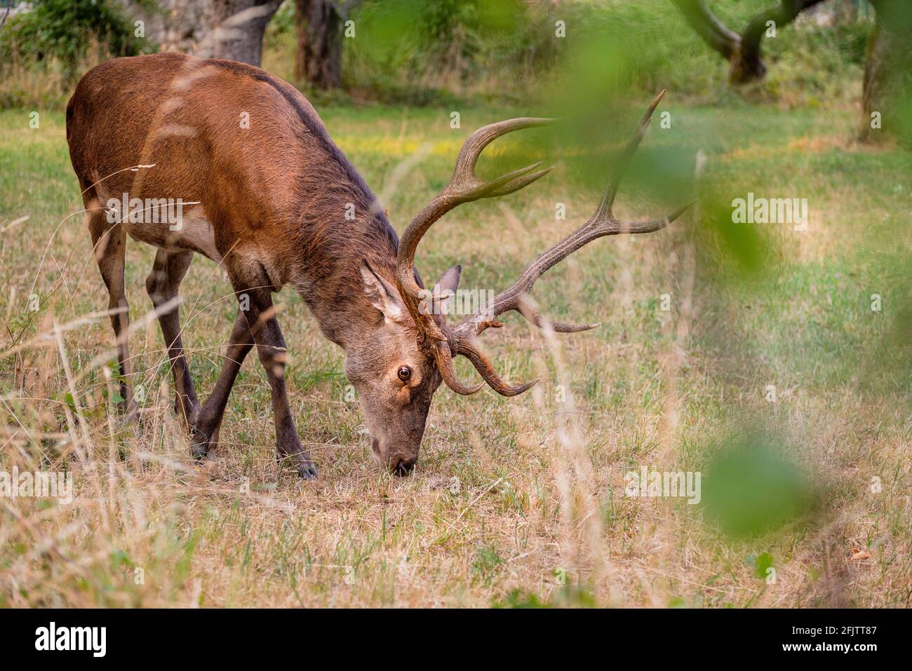 A magnificent male deer is eating in the woods Stock Photo