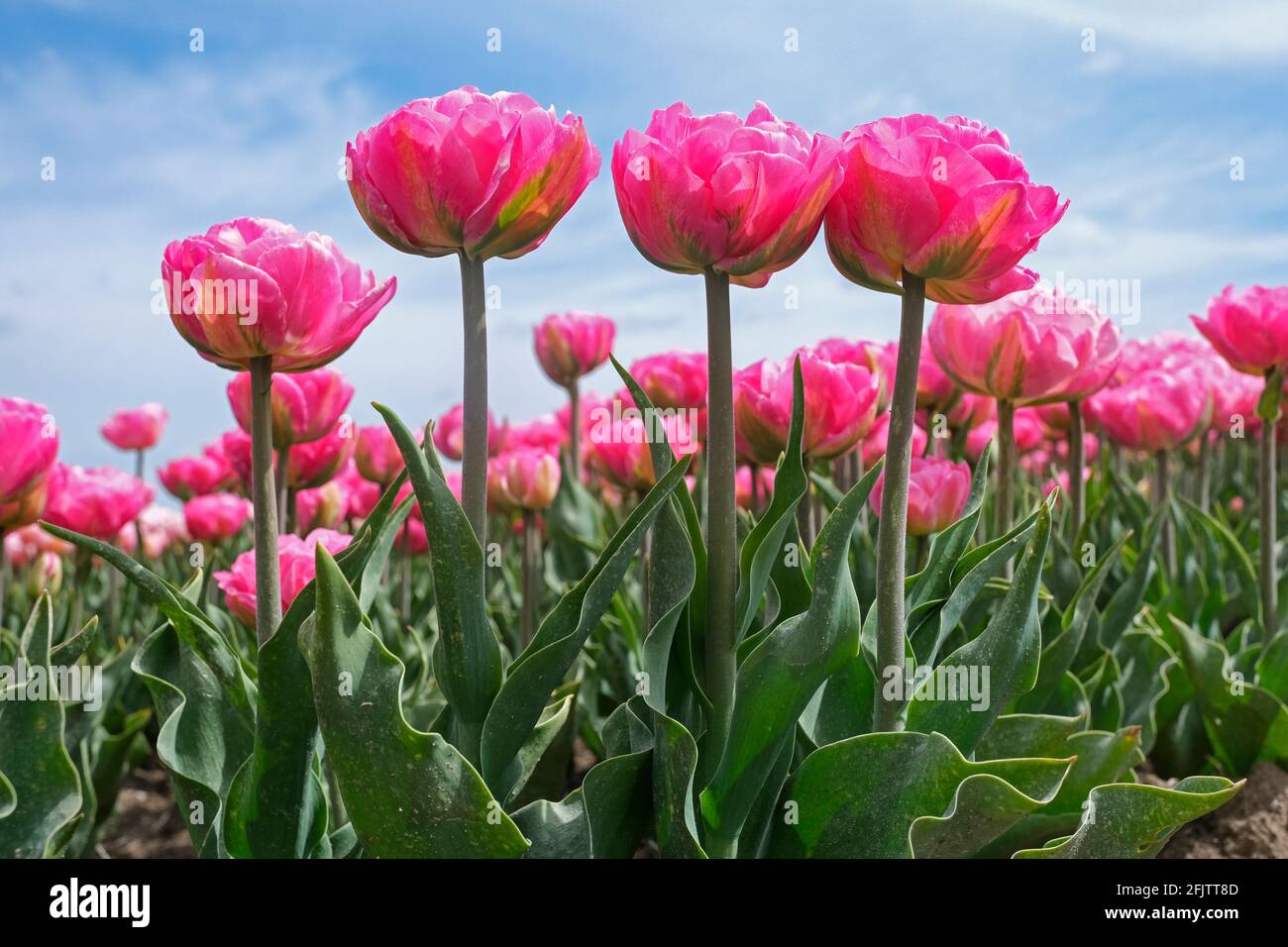 Worm's eye view over pink tulips in Dutch tulip field in spring at the Flevopolder, Flevoland province, the Netherlands Stock Photo