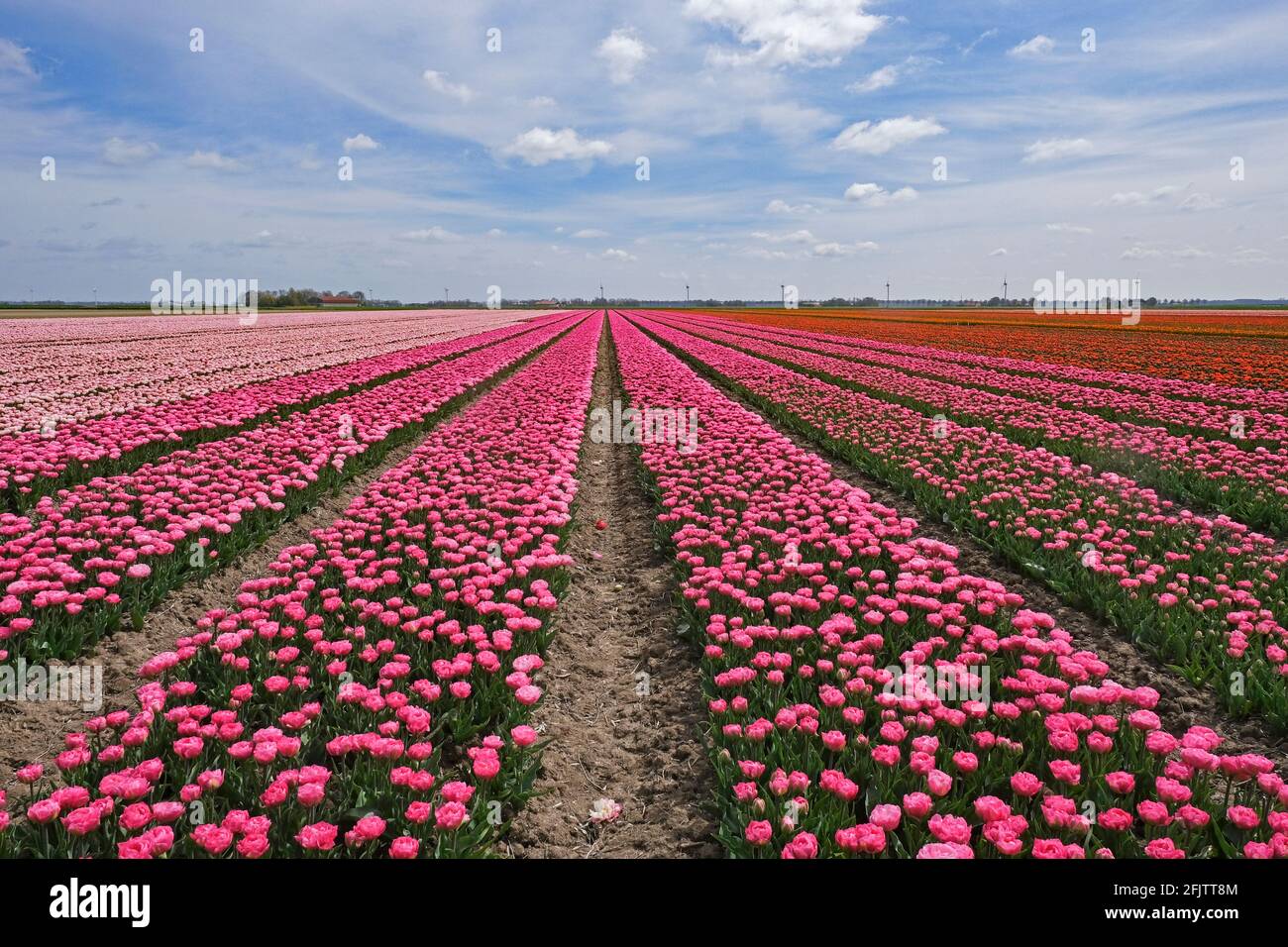 Rows of pink and red tulips in Dutch tulip field in spring at the Flevopolder, Flevoland province, the Netherlands Stock Photo