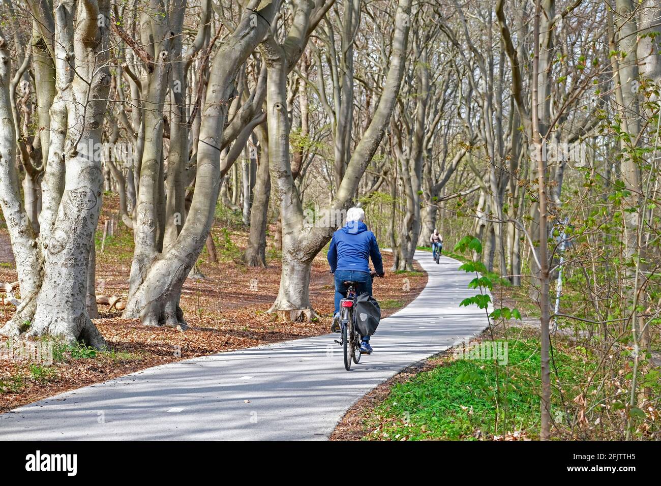 Dutch cyclists cycling on their bicycles on concrete cycle path / bicycle track winding through forest in spring near Alkmaar, North Holland / Noord-H Stock Photo
