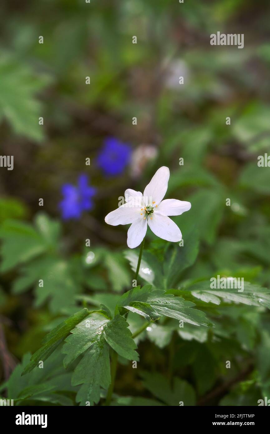 European wood anemone (Anemone nemorosa) white flower on a background of blue violets in the spring forest. Macro Stock Photo