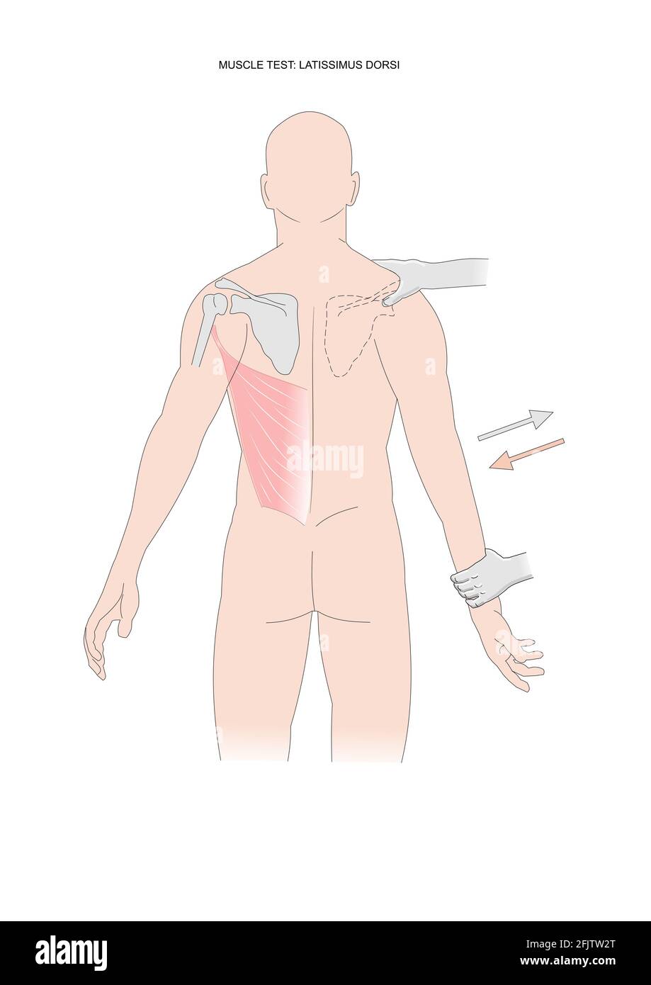Page 2 Latissimus Dorsi High Resolution Stock Photography And Images Alamy