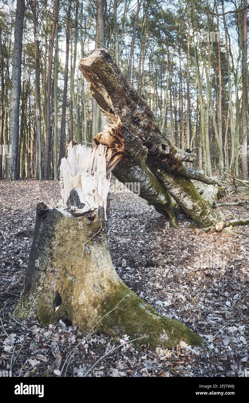 Tree broken by the wind in a forest. Stock Photo