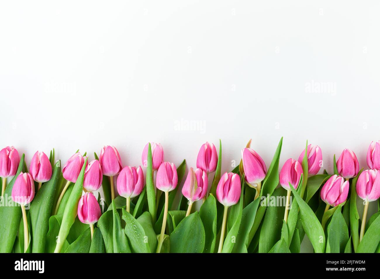 spring flat lay with tulips isolated on white background Stock Photo