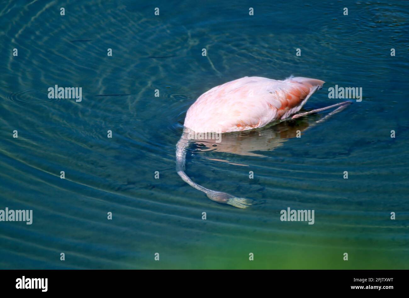 Greater Flamingo feeding underwater Phoenicopterus ruber Isabela island Galapagos BI019483 Stock Photo